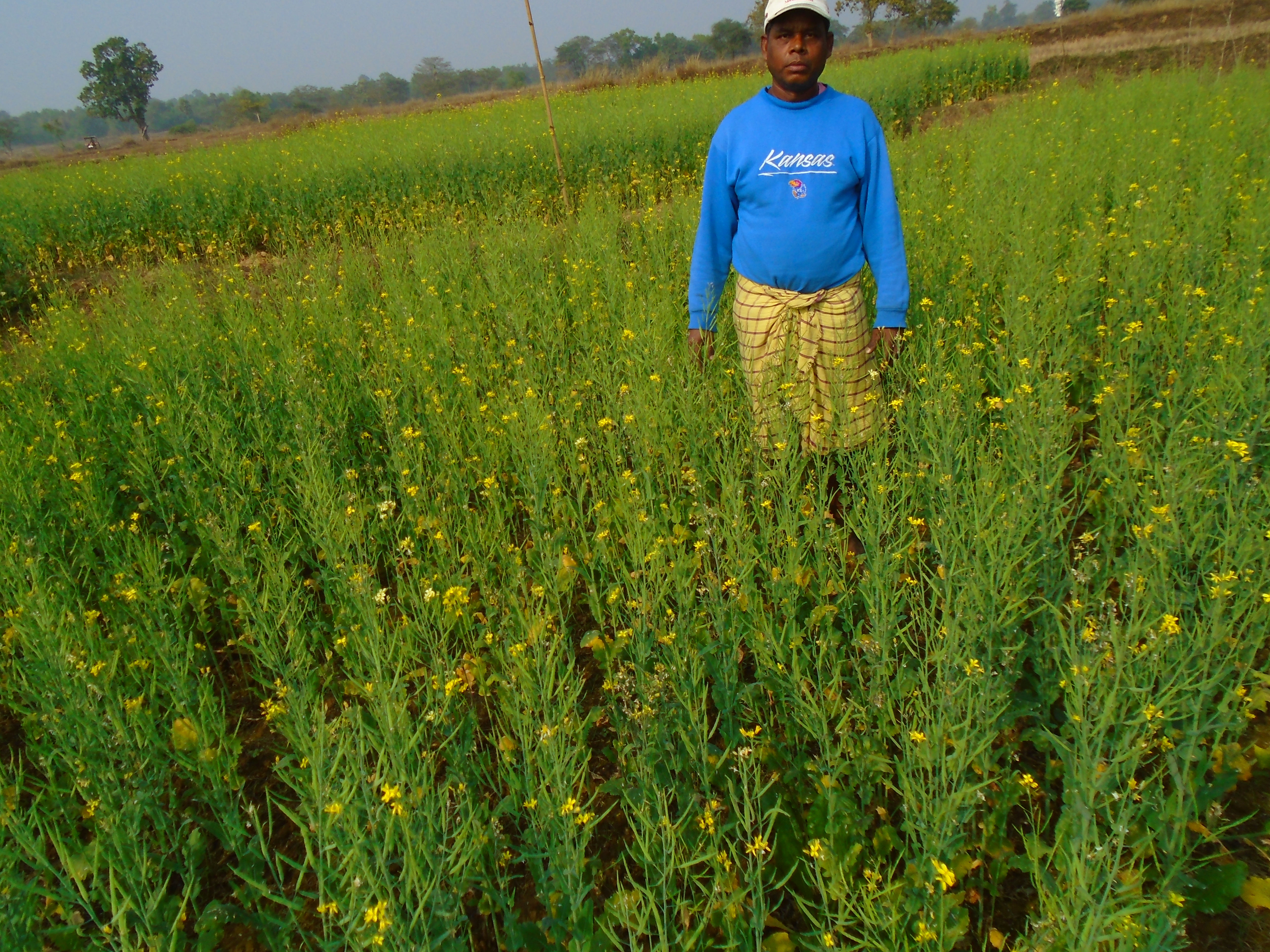 Mustard crop
