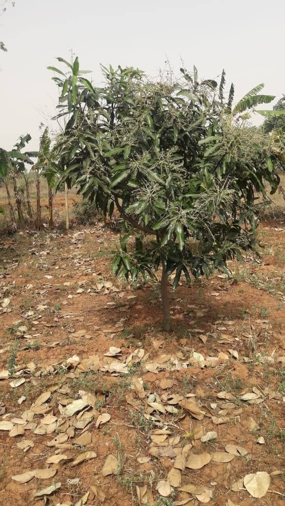 Young tree