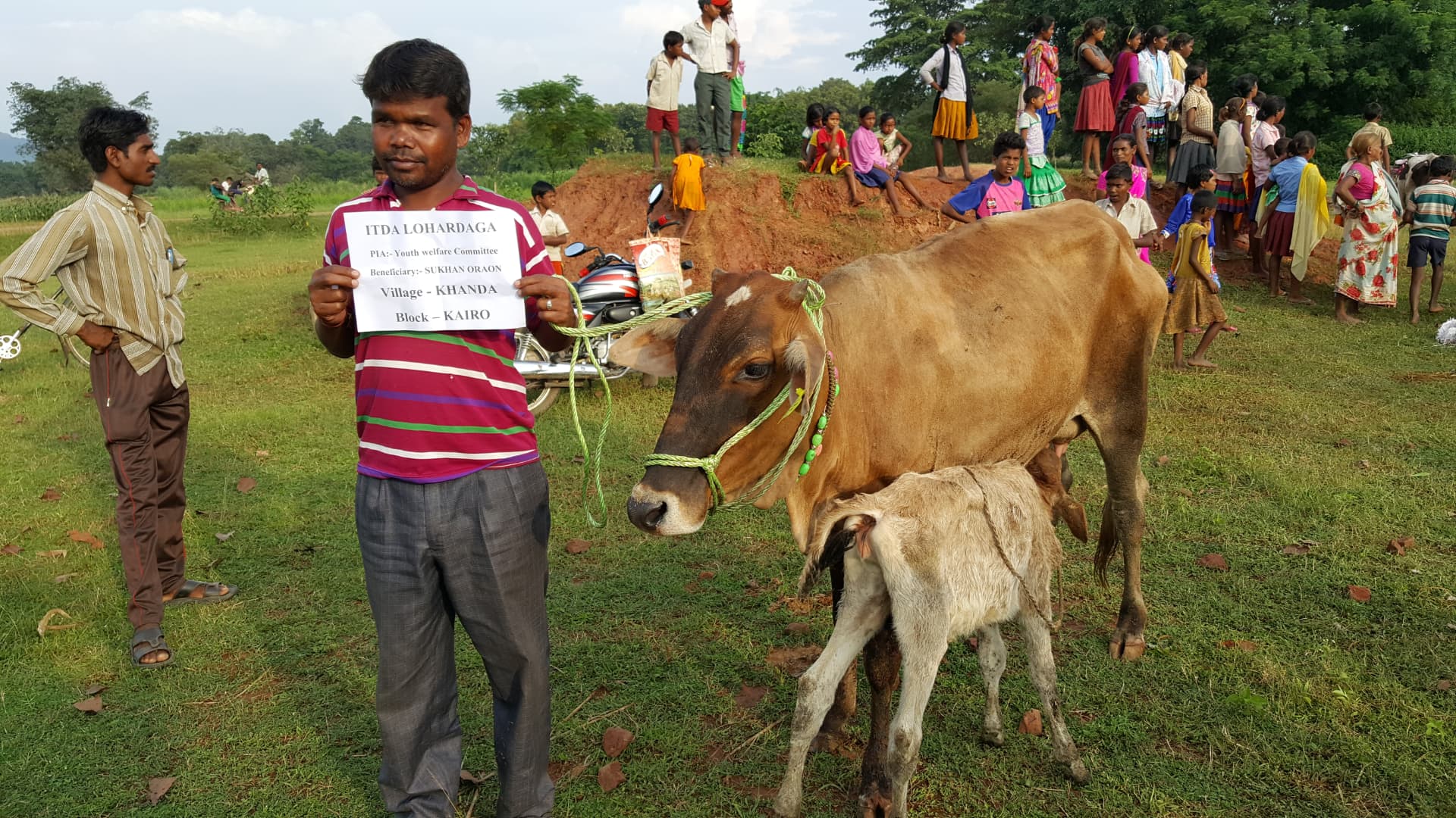 Cattle-related activity