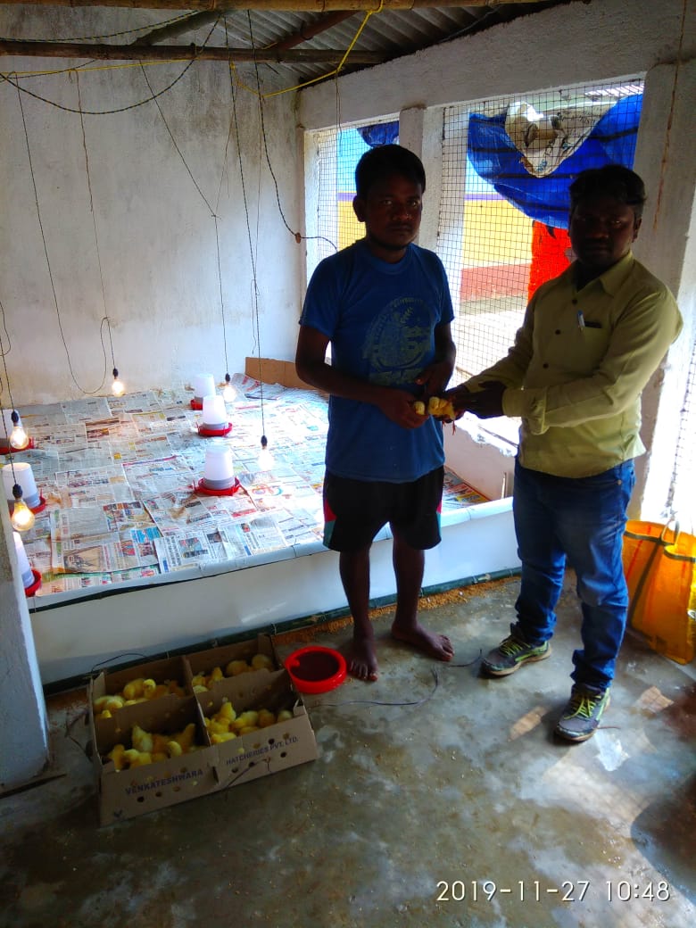 Poultry livelihood activity