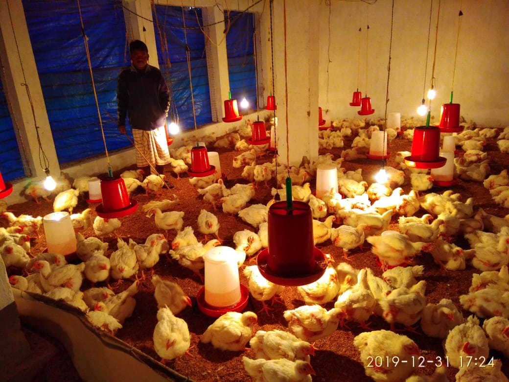 Poultry rearing