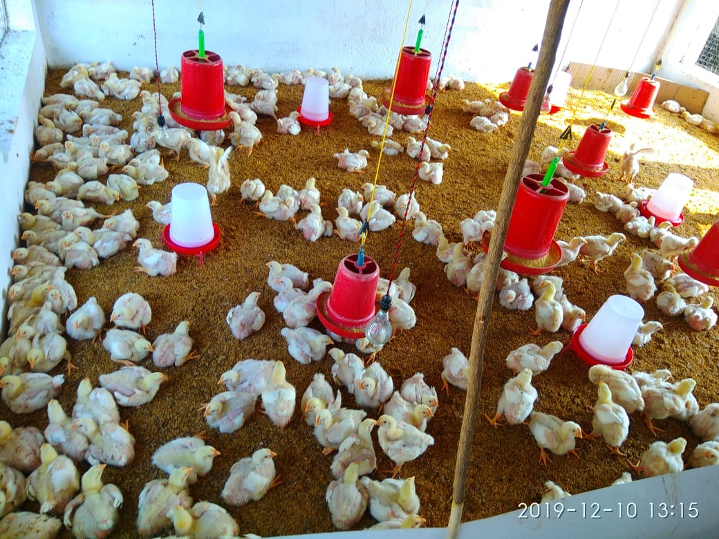 Chicks and feeding equipment